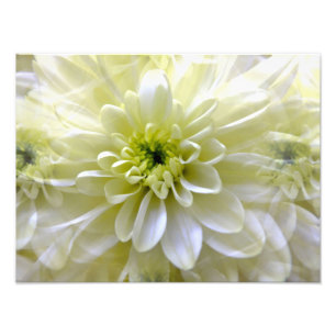 CHRYSANTHEMUM PHOTO PRINT