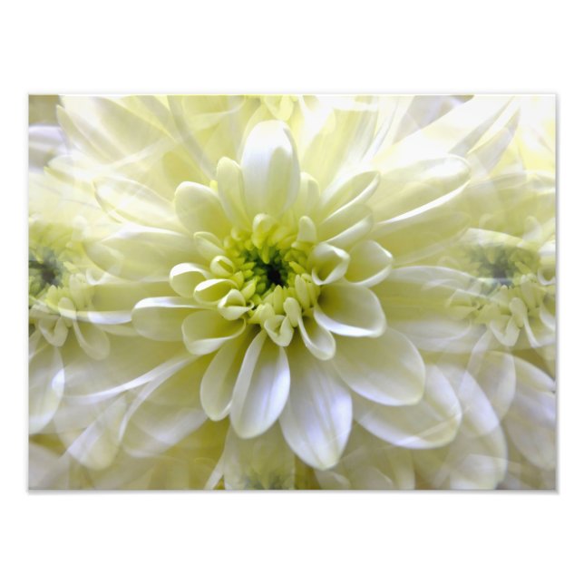 CHRYSANTHEMUM PHOTO PRINT (Front)