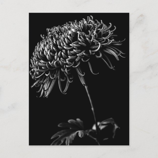 Chrysanthemum Postcard (Front)