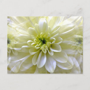 CHRYSANTHEMUM POSTCARD