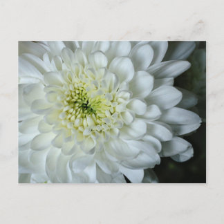 Chrysanthemum Postcard