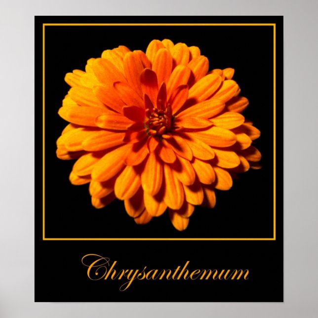 Chrysanthemum Poster (Front)