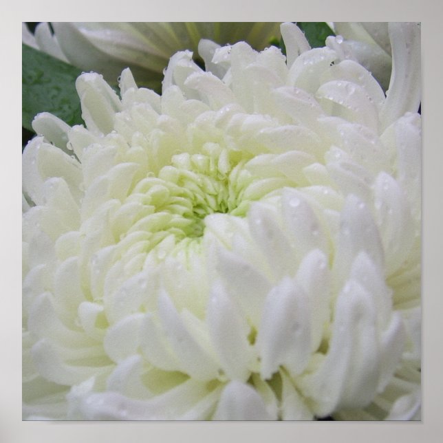 Chrysanthemum  Poster (Front)