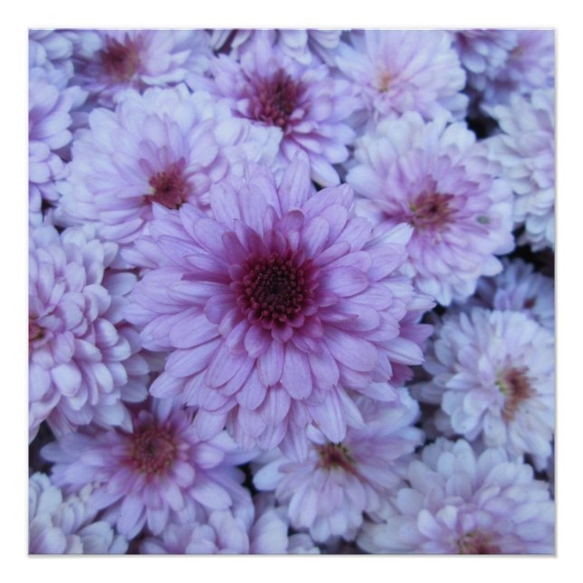 Chrysanthemum Purple White Poster (Front)