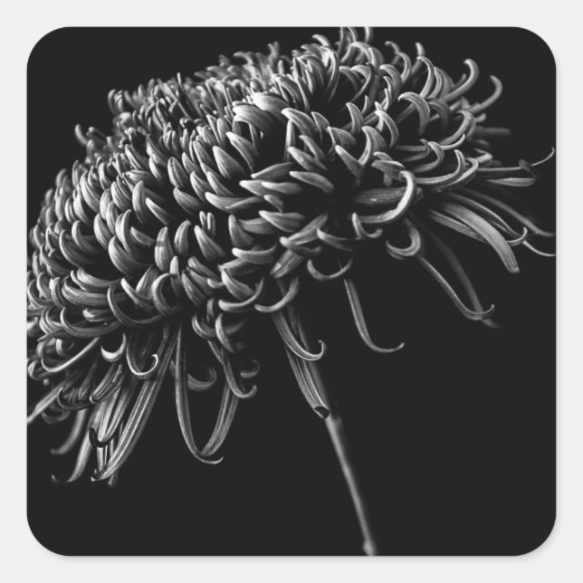 Chrysanthemum Square Sticker (Front)