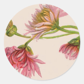 Chrysanthemum - Sticker
