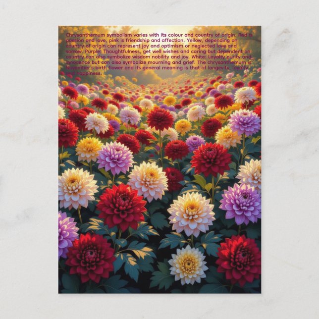 Chrysanthemum Symbolism Postcard (Front)