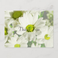 Chrysanthemum Thank You