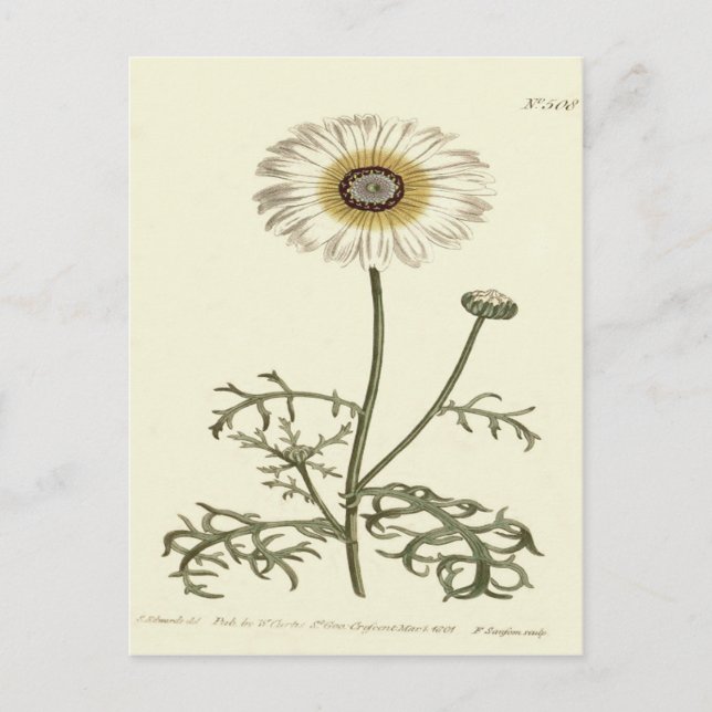 Chrysanthemum Tricolor Yellow Illustration Postcard (Front)