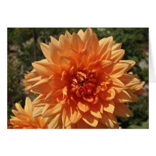 Chrysanthemums