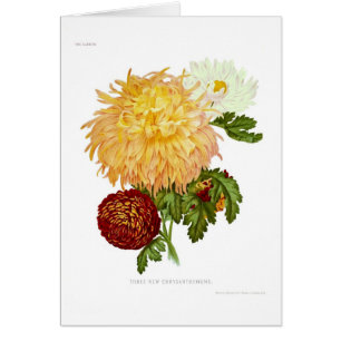 Chrysanthemums