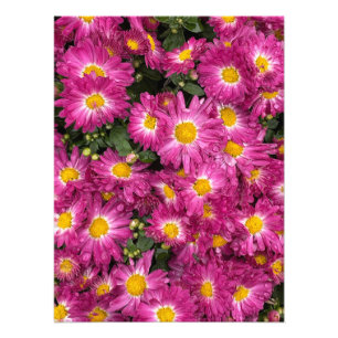Chrysanthemums Blooming in Autumn Photo Print