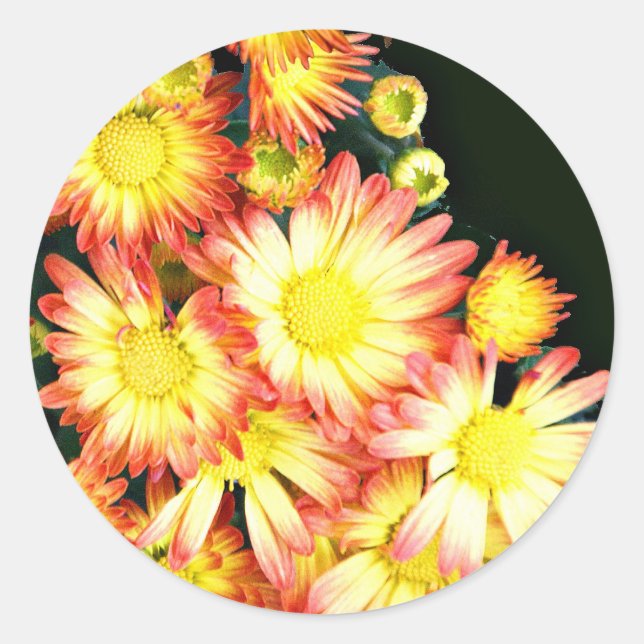 Chrysanthemums Classic Round Sticker (Front)