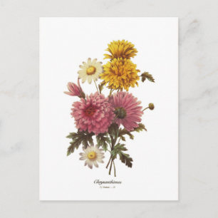 Chrysanthemums Postcard