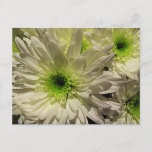 Chrysanthemums Postcard
