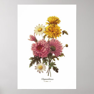 Chrysanthemums Poster