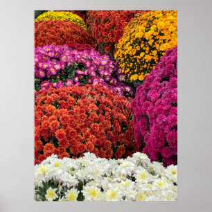 Chrysanthemums Poster