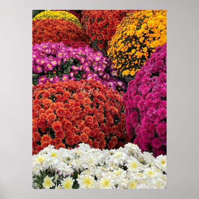 Chrysanthemums Poster (Front)