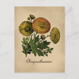 Chrysanthemums Vintage Botanical Postcard