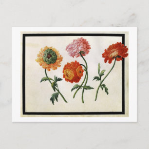 Chrysanthemums (w/c on paper) postcard