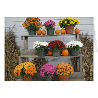 Chrysanthemums with pumpkins
