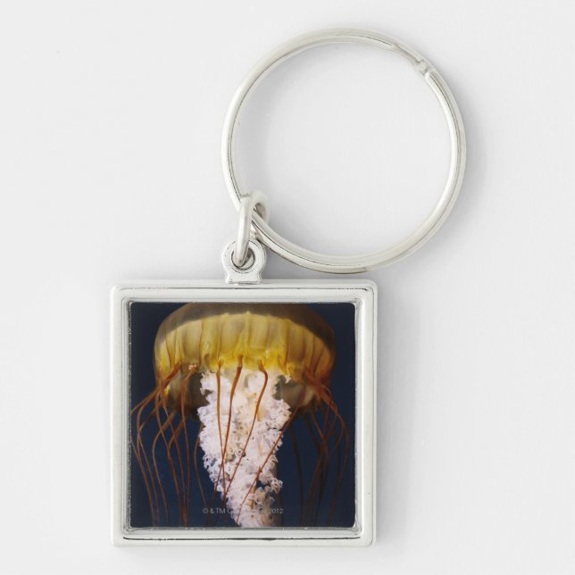 Chrysaora fuscescens,  Pacific Sea nettle Key Ring (Front)