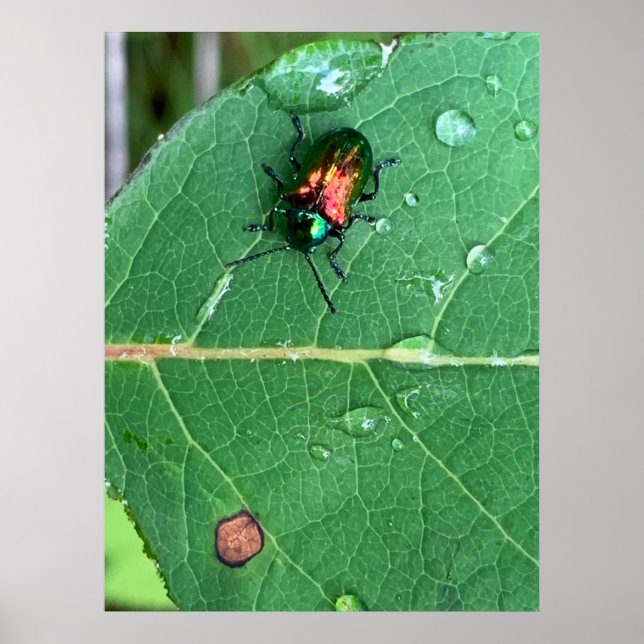 Chrysochus Beetle Shiny Beetle Poster (Front)