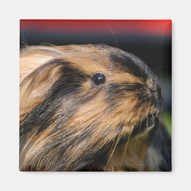 Chubbles Magnet (Front)