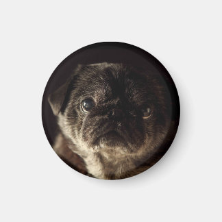 Chubbs The Wampug Black on Black Magnet