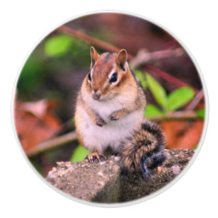 Chubby Chipmunk Wildlife  Ceramic Knob