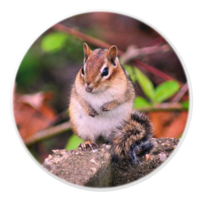 Chubby Chipmunk Wildlife  Ceramic Knob (Front)