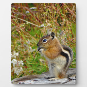 Chubby cute chipmunk on on wood stump plaque