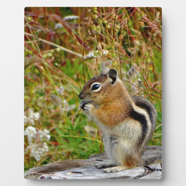Chubby cute chipmunk on  on wood stump plaque (Front)