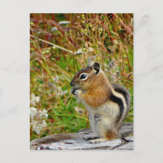 Chubby cute chipmunk on  on wood stump postcard