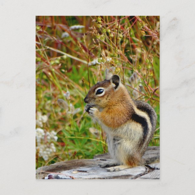Chubby cute chipmunk on  on wood stump postcard (Front)