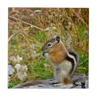 Chubby cute chipmunk on  on wood stump tile