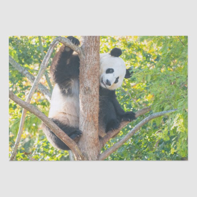 Chubby Giant Panda in a Tree Tissue Paper (Front)