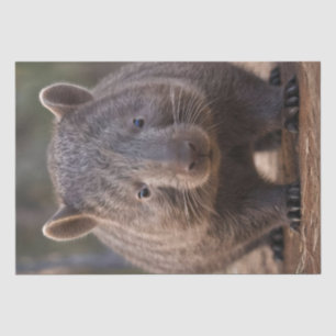 Chubby The Australian Wombat, Tissue Paper