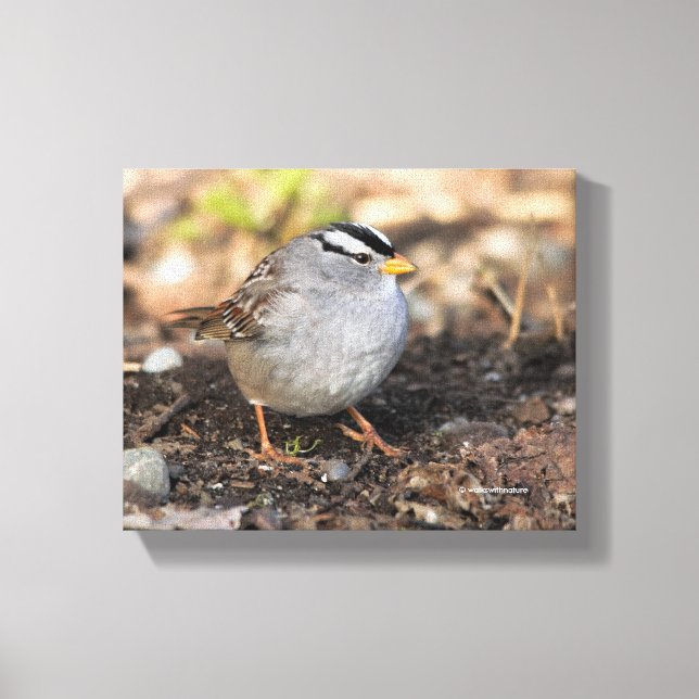 Chubby White-Crowned Sparrow in the Winter Sun Canvas Print (Front)