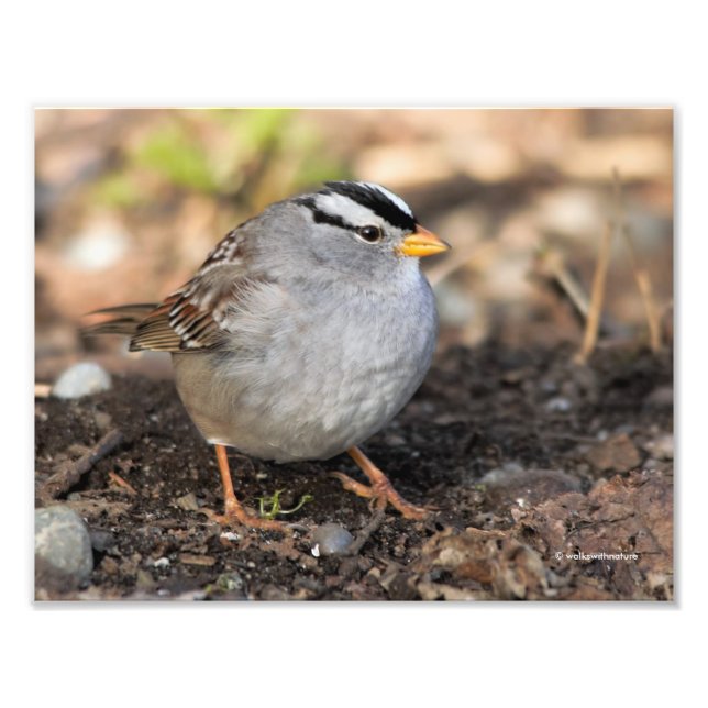 Chubby White-Crowned Sparrow in the Winter Sun Photo Print (Front)