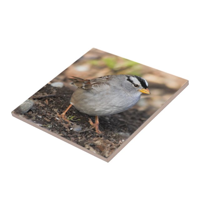 Chubby White-Crowned Sparrow in the Winter Sun Tile (Side)