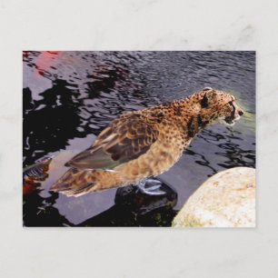 Chuck Postcard