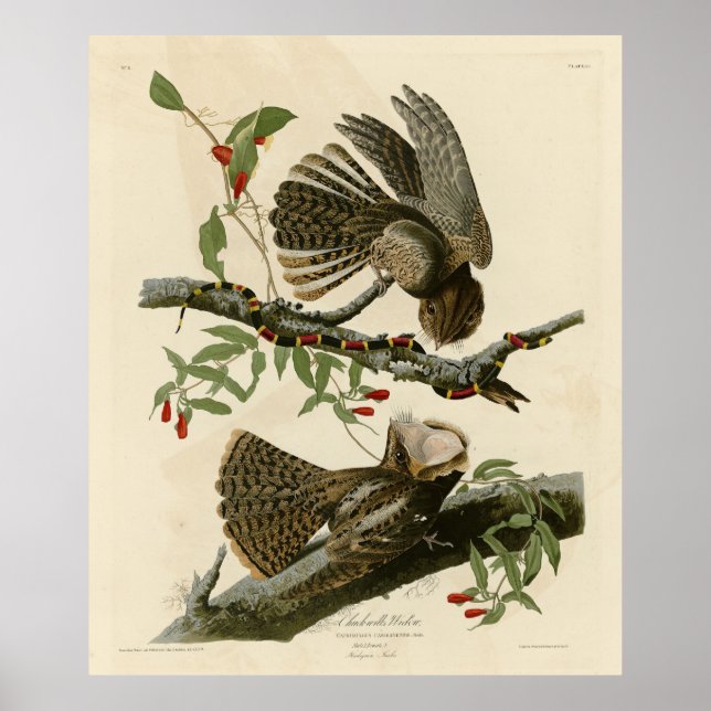 Chuck-will's Widow - Audubon's Birds of America  Poster (Front)