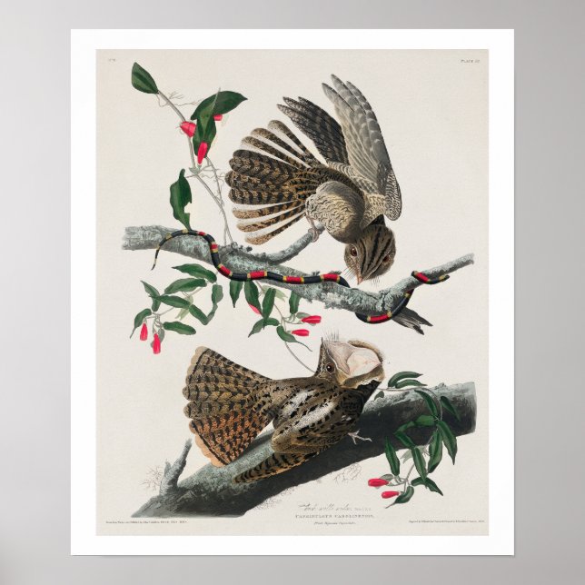 Chuck-will's Widow by Audubon Poster (Front)