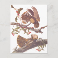 Chuck Will's Widow Nightjar Postcard
