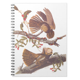 Chuck Will's Widow Nightjar with Coral Snake Notebook