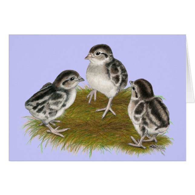 Chukar Partridge Chicks (Front Horizontal)