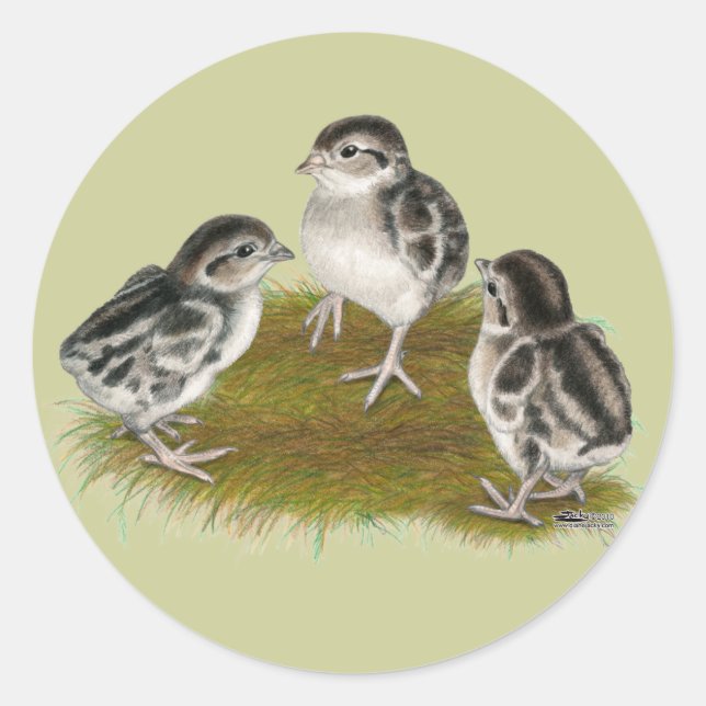 Chukar Partridge Chicks Classic Round Sticker (Front)