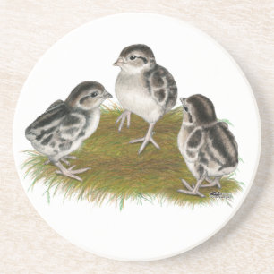 Chukar Partridge Chicks Coaster