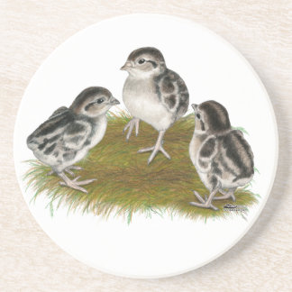 Chukar Partridge Chicks Coaster